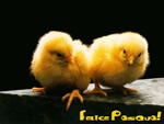 Buona Pasqua